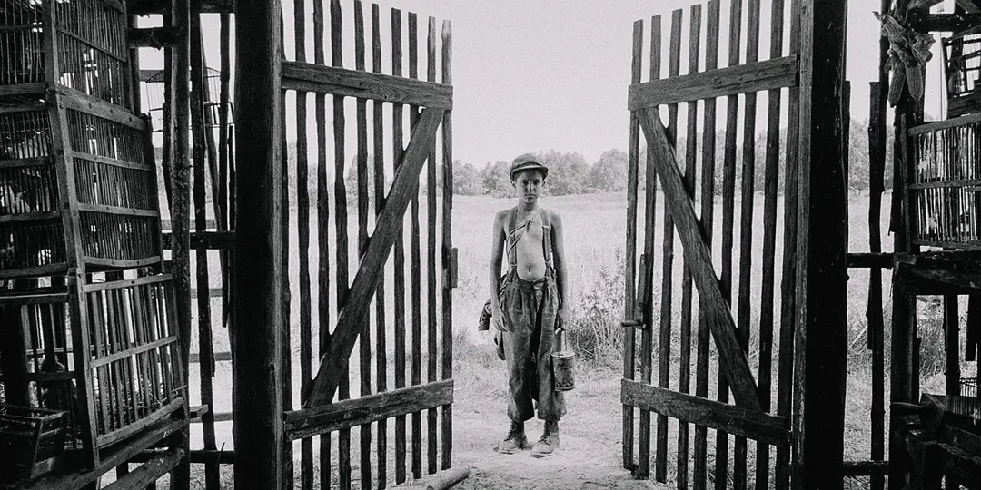 被涂污的鸟剧照2