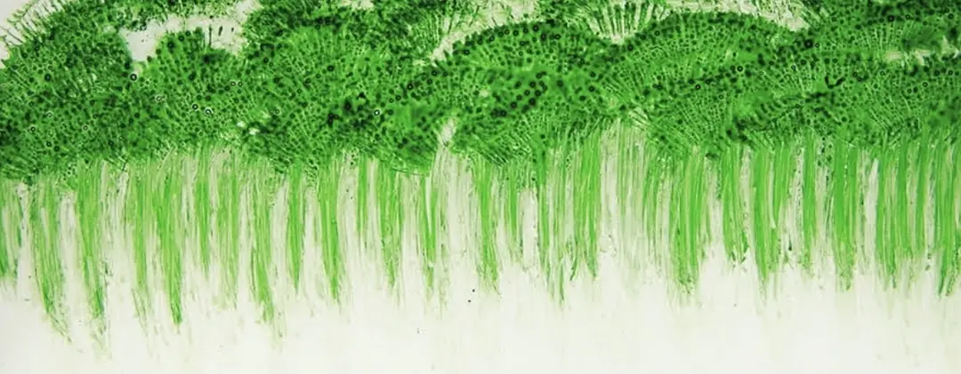 会呼吸的痛剧照1