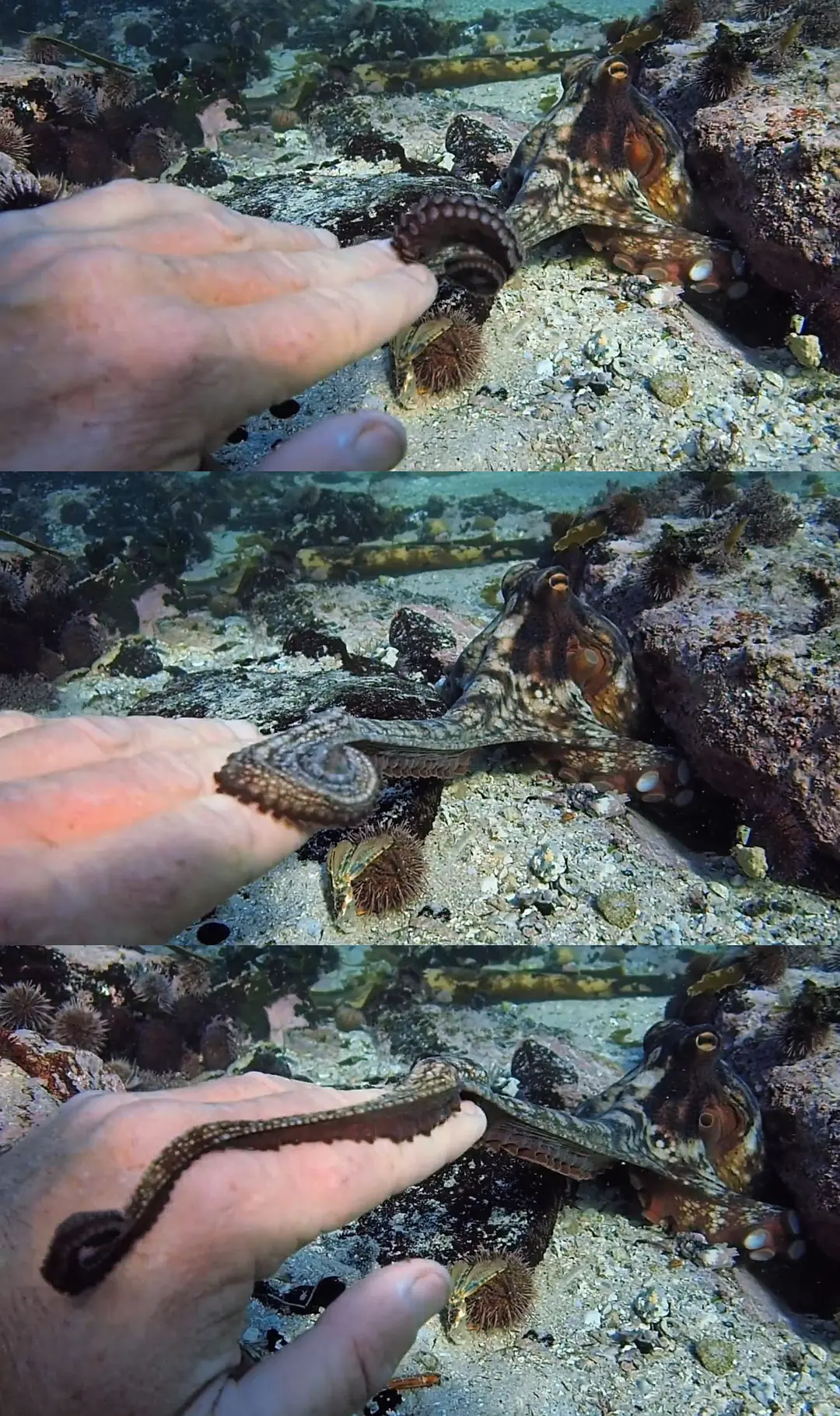 我的章鱼老师剧照2