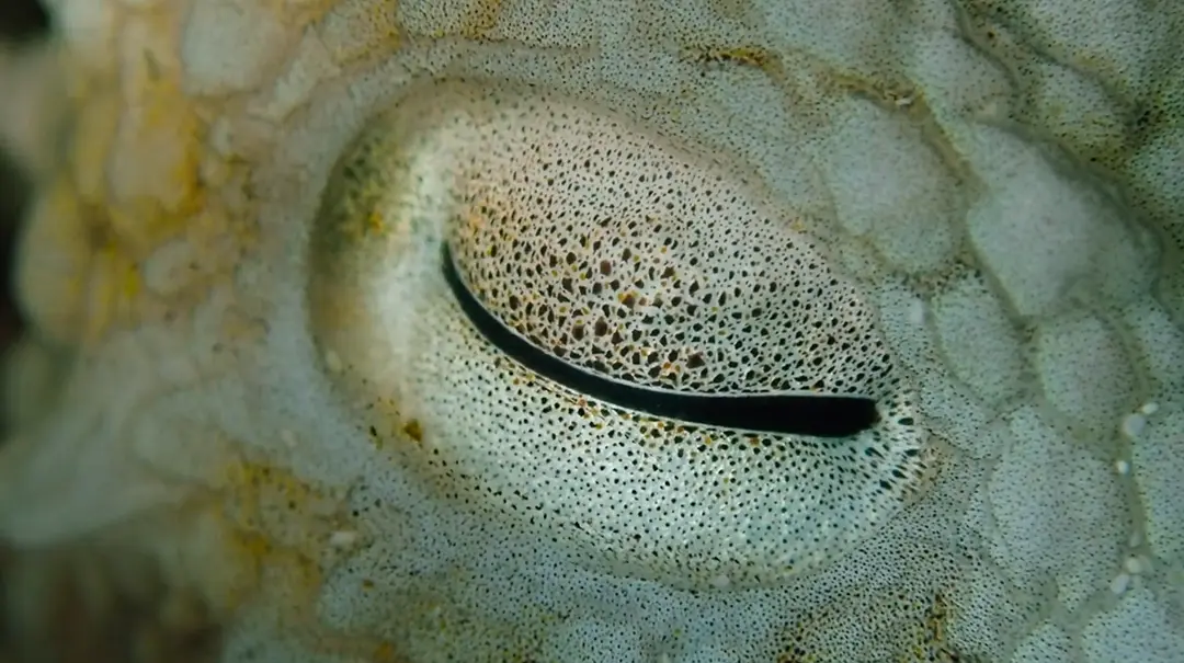 我的章鱼老师剧照3