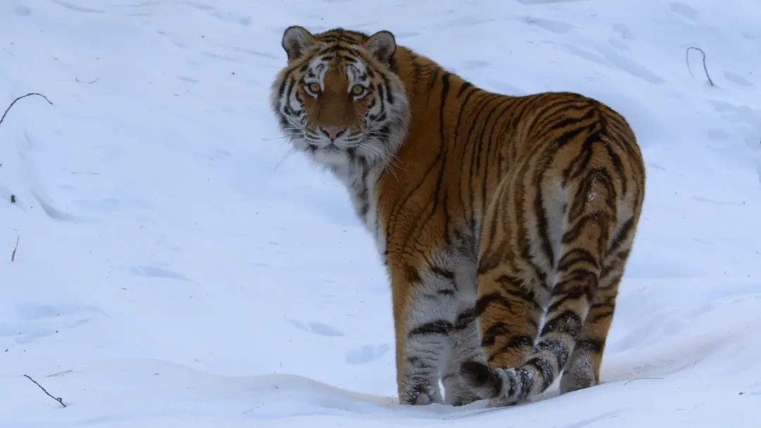 大卫·爱登堡：地球上的一段生命旅程剧照1