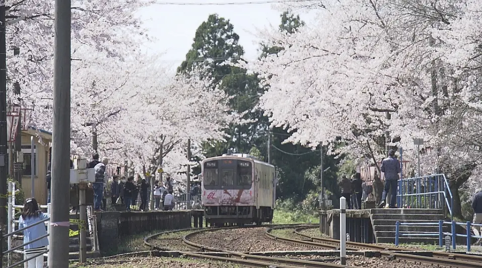 纪实72小时 能登半岛·樱花盛放的无人车站剧照1