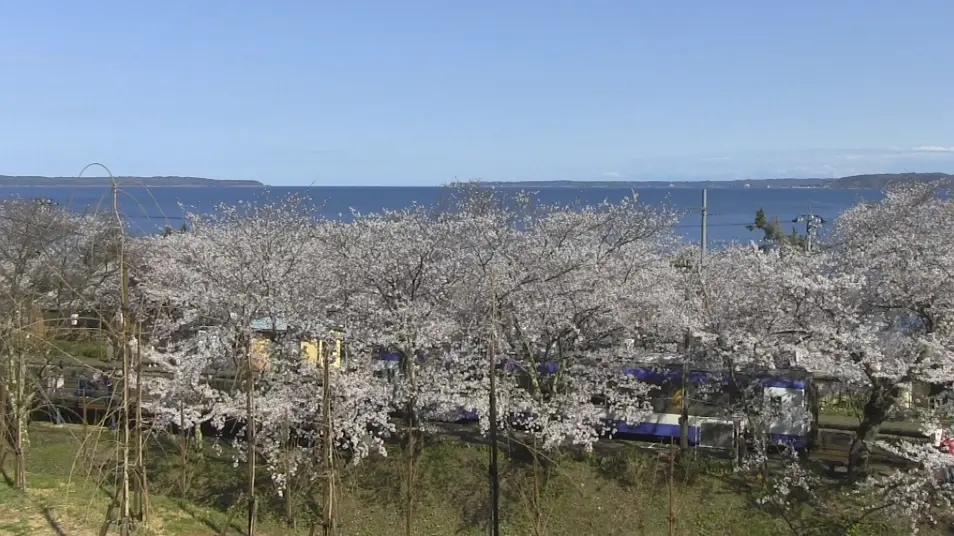 纪实72小时 能登半岛·樱花盛放的无人车站剧照2