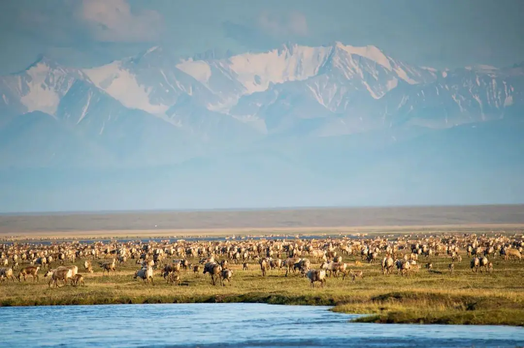 北极：地球最后的荒野剧照2