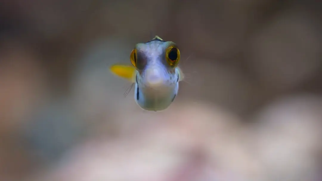 河豚之家:神奇的珊瑚礁剧照2