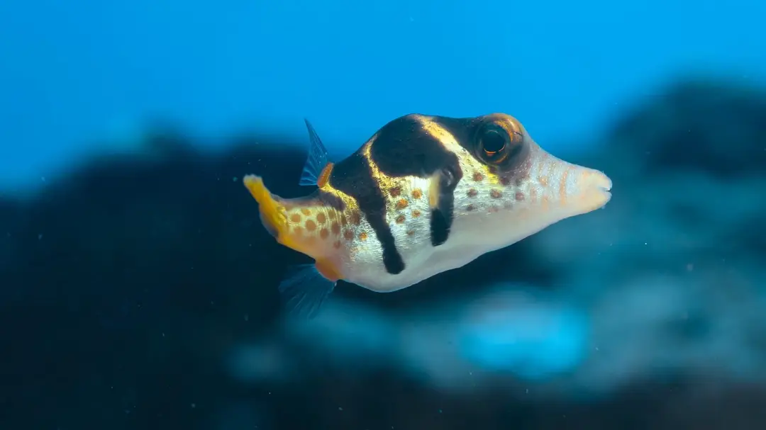 河豚之家:神奇的珊瑚礁剧照3