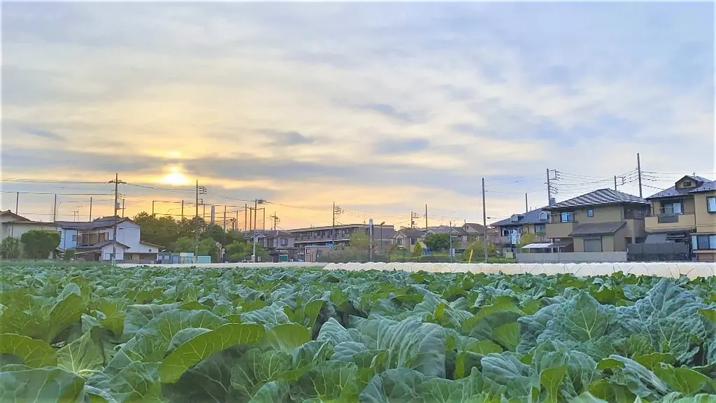 ドキュメント72時間：東京・練馬 野菜の自動販売機剧照1