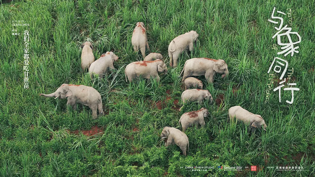 与象同行剧照1