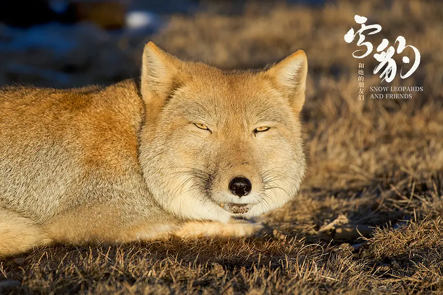 雪豹和她的朋友们剧照3