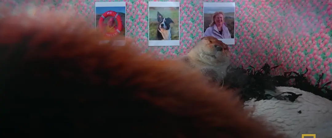 比利和莫莉：水獭的爱情故事剧照1