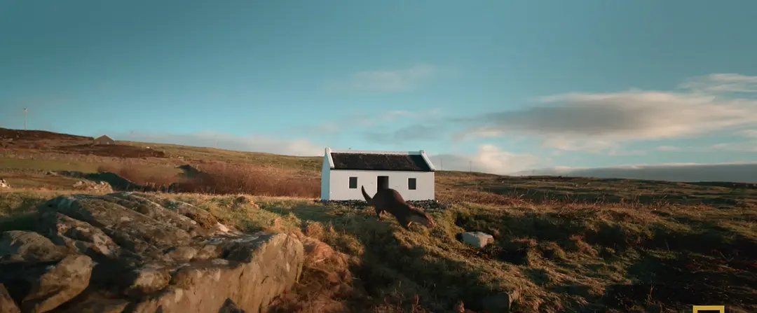 比利和莫莉：水獭的爱情故事剧照3