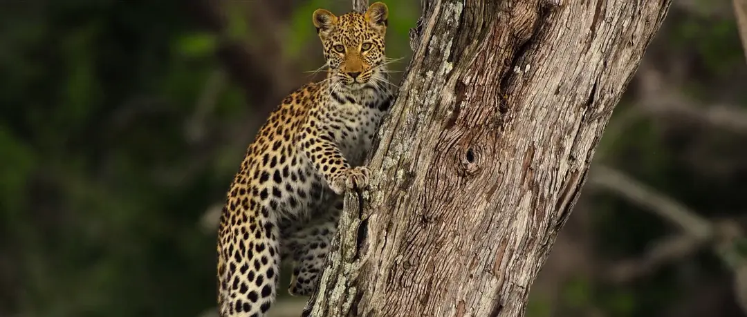 幼豹成长记剧照1