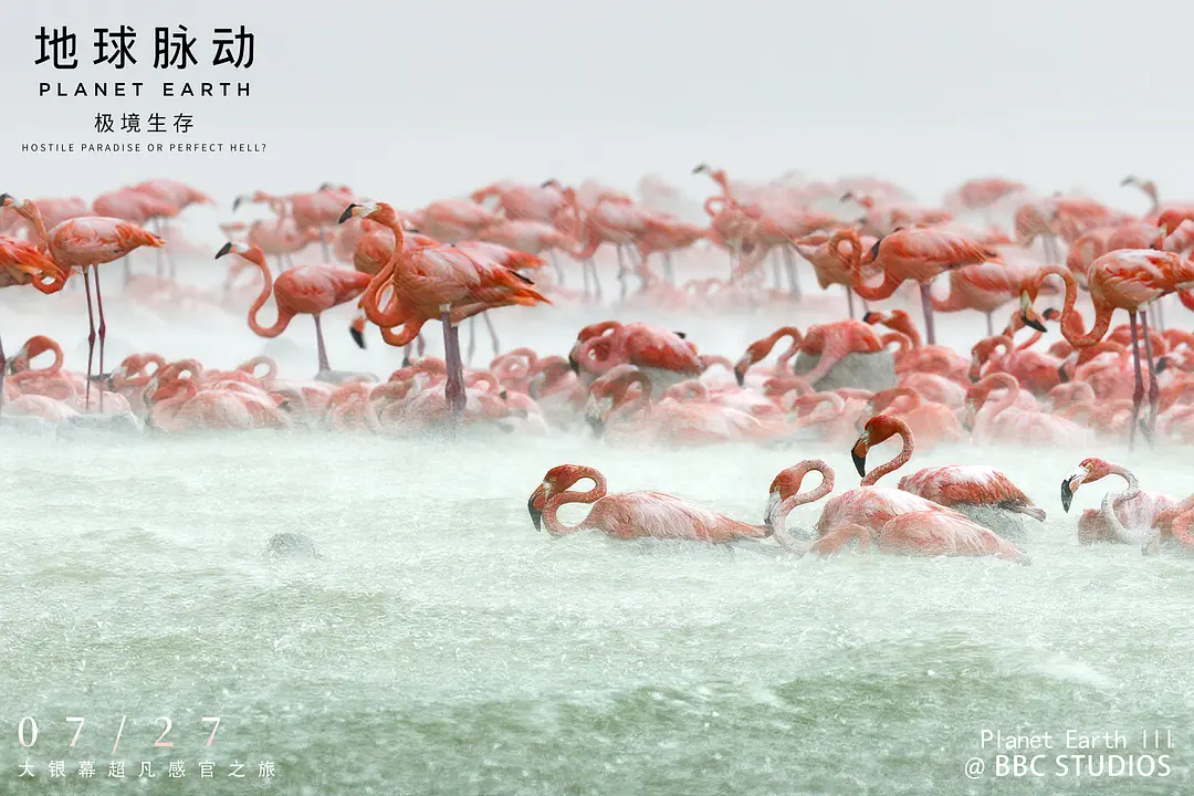 地球脉动：极境生存剧照1