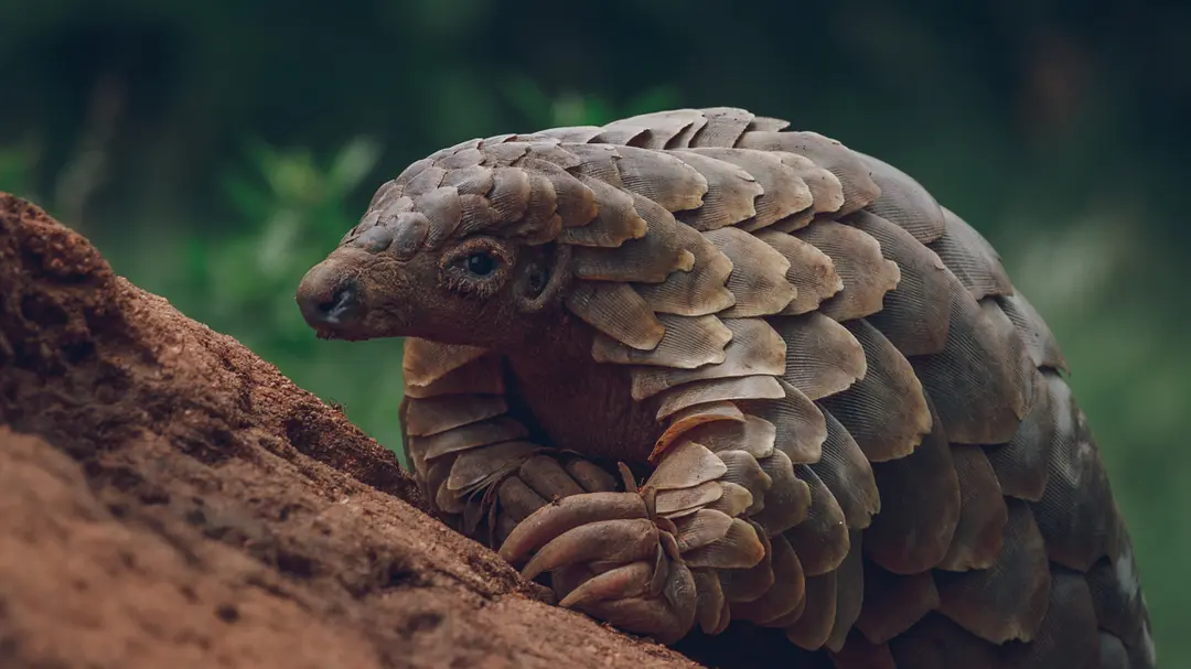 穿山甲Kulu的旅程剧照1
