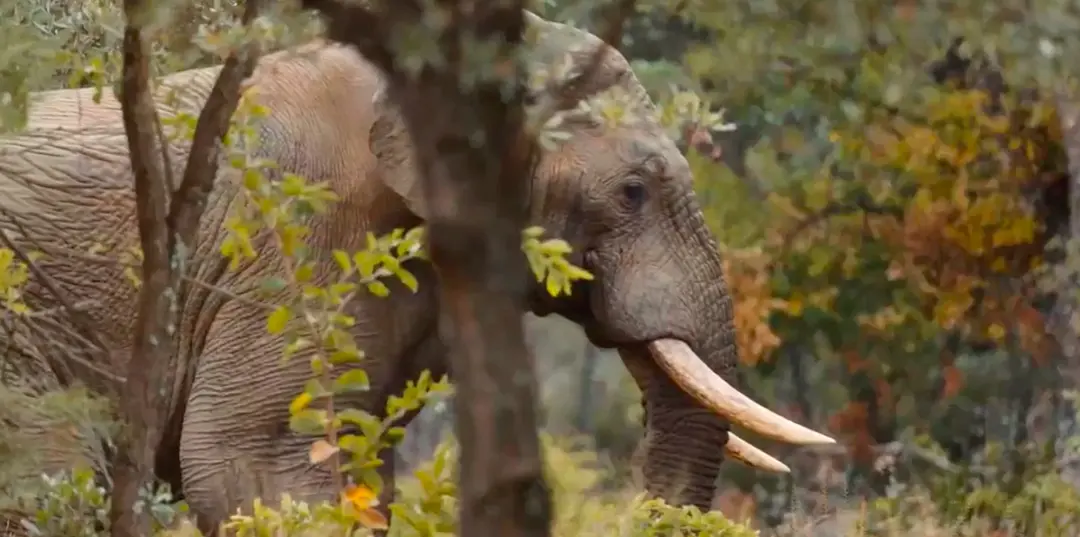 穿山甲Kulu的旅程剧照2
