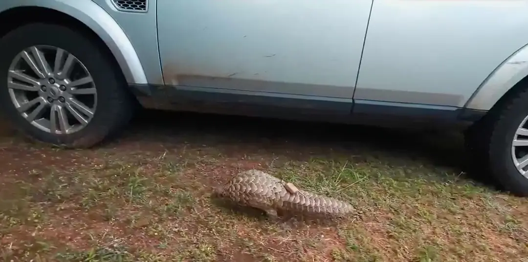 穿山甲Kulu的旅程剧照3