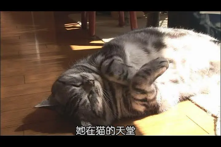 猫咪物语2剧照1