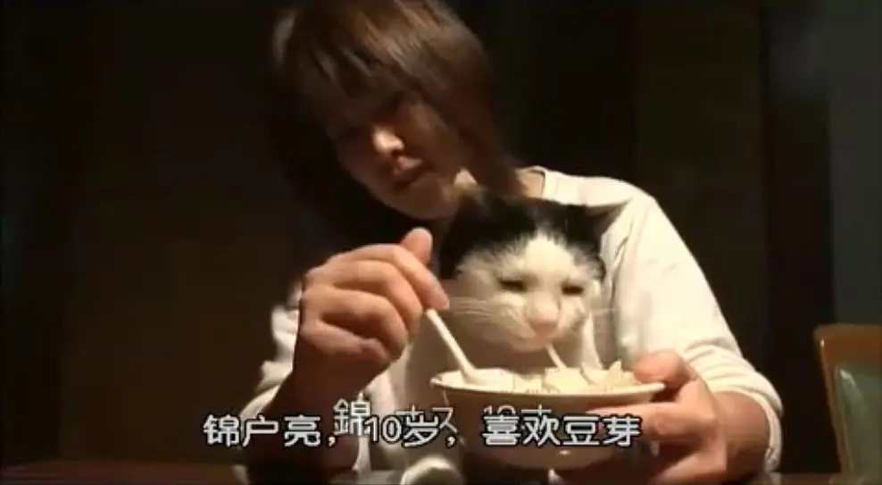 猫咪物语2剧照2