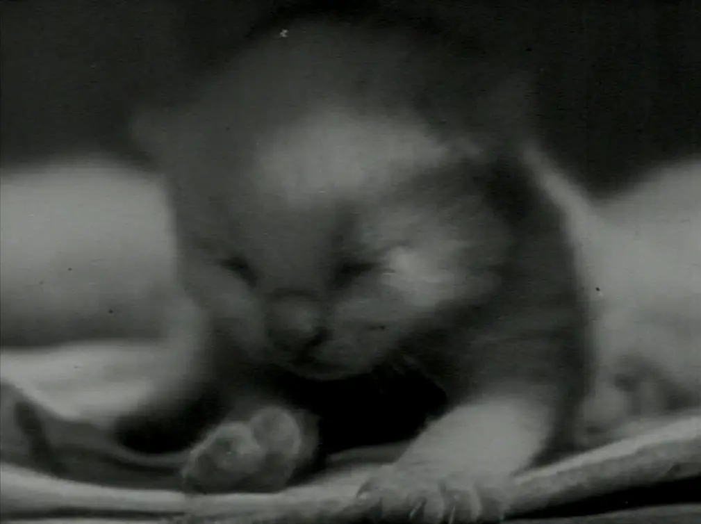 猫的私生活剧照1