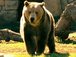 巴特 Bart the Bear照片