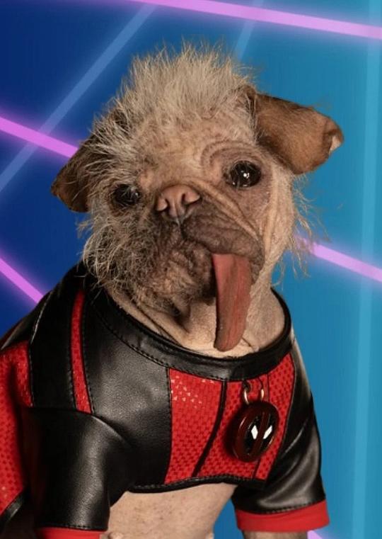 佩吉 Peggy the Dog照片