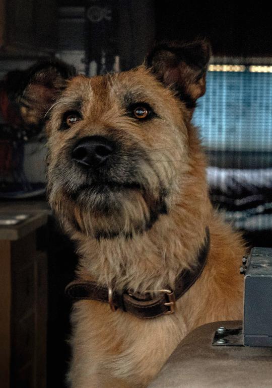 希默斯 Seamus照片