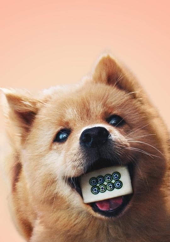 大黄 Dahuang照片