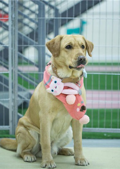 小七 LittleSeven照片