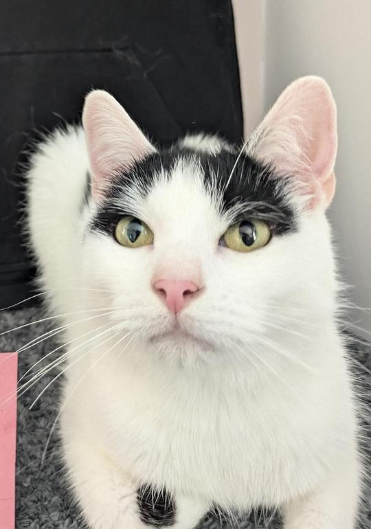 小肉排 Schnitzel照片