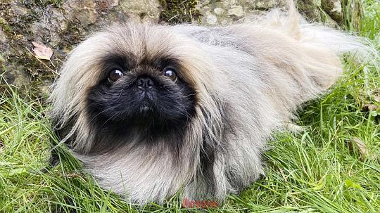 德里克 Derek照片