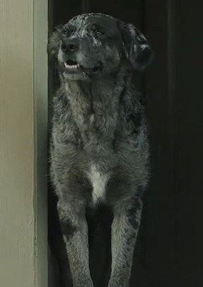 奥兹和泽西 Ozzie & Jersey照片