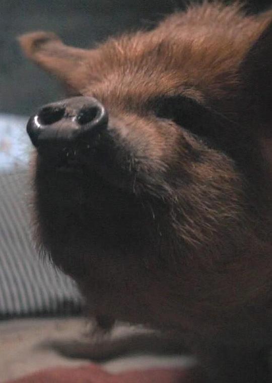 白兰地 Brandy照片