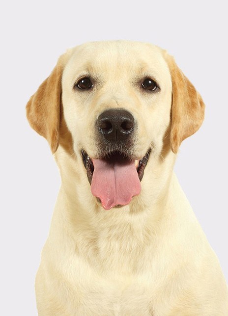 叮当 Dang Ding照片