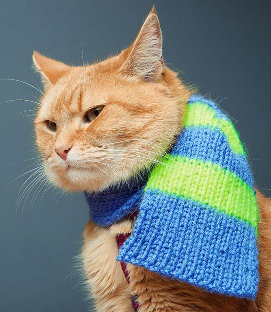 猫鲍勃 Bob the Cat照片