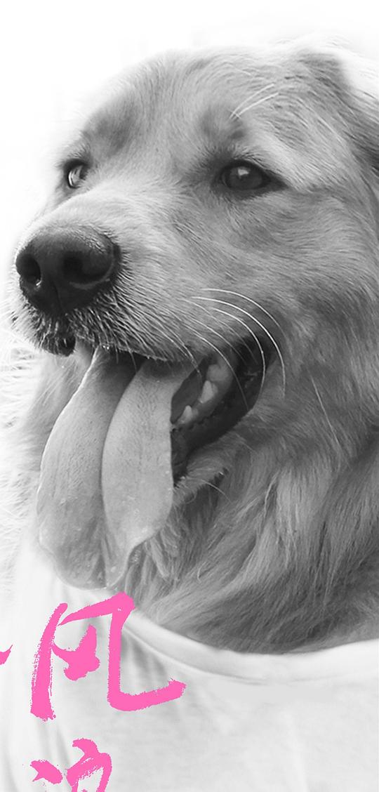 金毛期期 Qi Qi照片