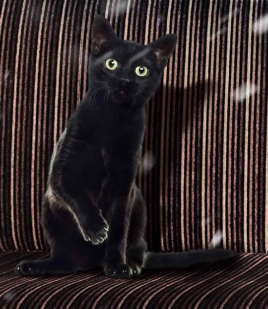 小黑 Xiao He照片