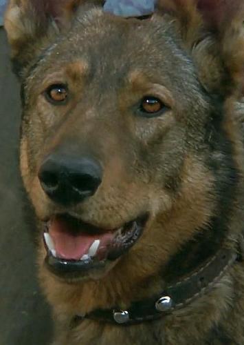 贝勒 Baylor the Dog照片