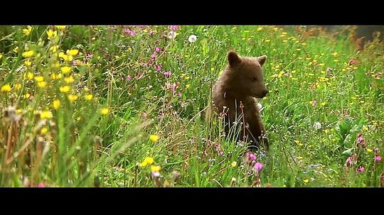 约克熊 Youk the Bear照片