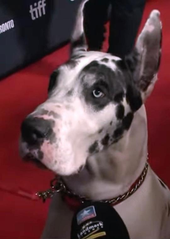 宾 Bing the dog照片