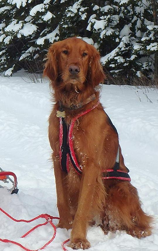 狗狗内德 Ned the Dog照片