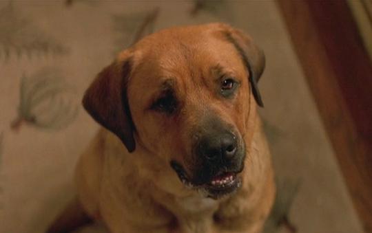 艾里斯 Ellis照片