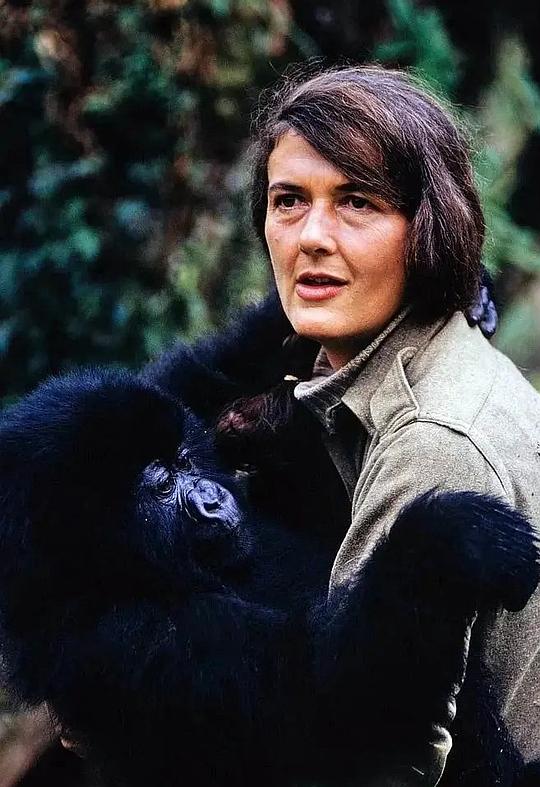 戴安·福西 Dian Fossey照片