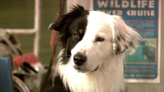 神奇狗帕奇 Patch 'The Wonder' Dog照片