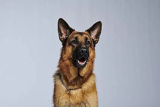 迪塞尔·冯·博金沃尔德 Diesel vom Burgimwald照片